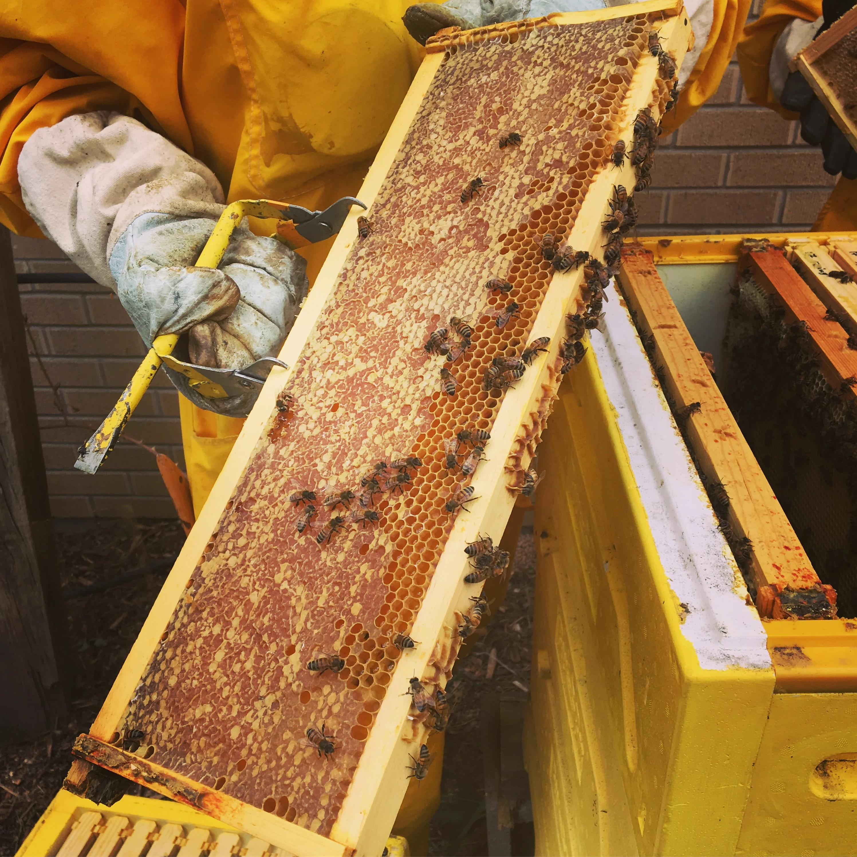 Colorado Honeycomb - Image 4